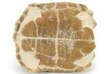Colorful Fossil Tortoise (Stylemys) - South Dakota #235561-5